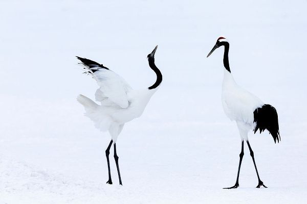 Goff, Ellen 아티스트의 Japan-Hokkaido-Kushiro Two red-crowned cranes begin a courtship dance작품입니다.